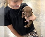 Small #1 Mutt