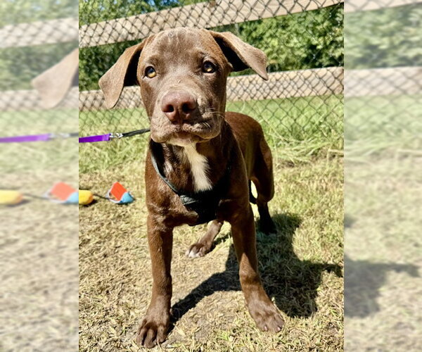Medium Photo #1 Labrador Retriever-Unknown Mix Puppy For Sale in Tarrytown, GA, USA