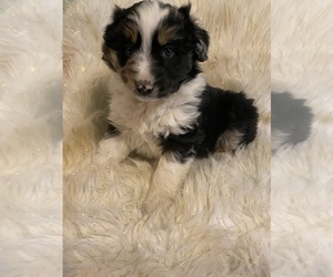 Australian Shepherd Puppy for sale in BEECH GROVE, IN, USA
