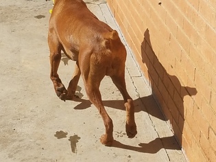 Father of the Vizsla puppies born on 02/18/2018