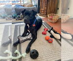 Small #29 Labrador Retriever Mix