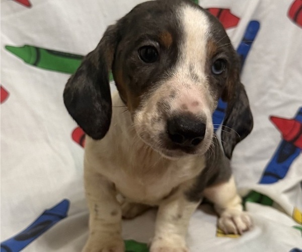 Medium Photo #4 Dachshund Puppy For Sale in LUMBERTON, NC, USA