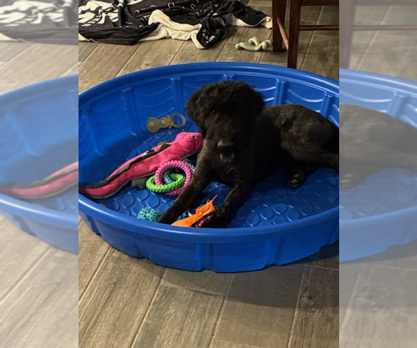 Medium Photo #7 Airedoodle-Labrador Retriever Mix Puppy For Sale in MARANA, AZ, USA