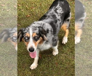 Mother of the Australian Shepherd puppies born on 04/07/2025