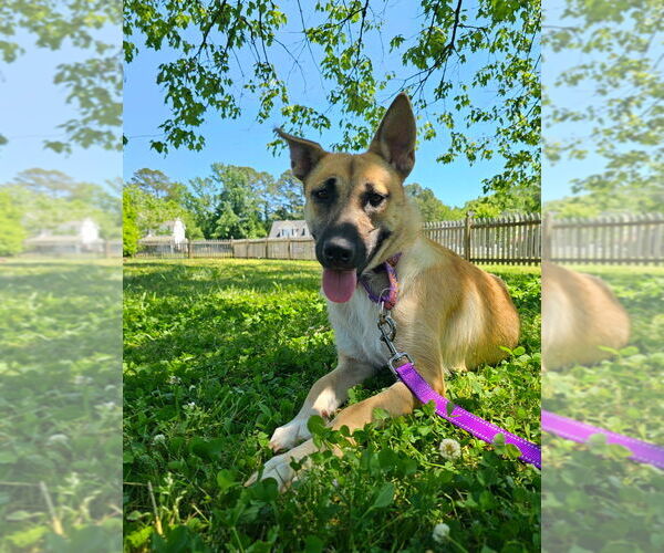 Medium Photo #11 Shepradors Puppy For Sale in Raleigh, NC, USA