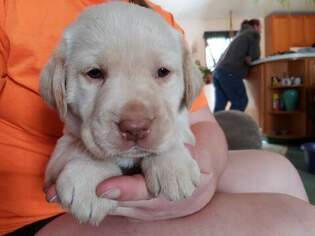 Labrador Retriever Puppy for sale in HOLLEY, NY, USA