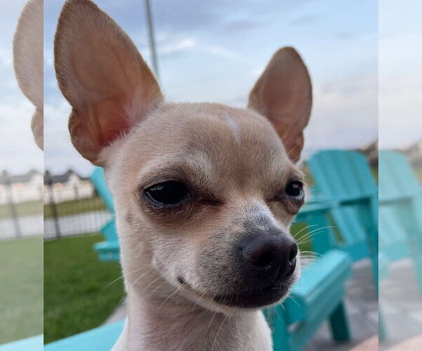 Medium Photo #13 Chihuahua Puppy For Sale in Oakhurst, NJ, USA