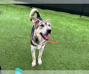 Siberian Husky-Unknown Mix Dogs for adoption in Orange, CA, USA