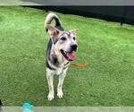Small Siberian Husky Mix