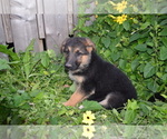 Puppy Amber German Shepherd Dog