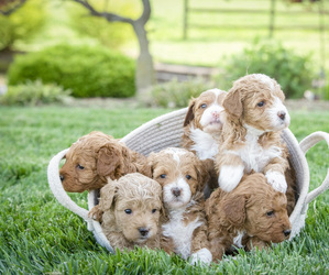 Goldendoodle (Miniature) Puppy for sale in UNION BRIDGE, MD, USA