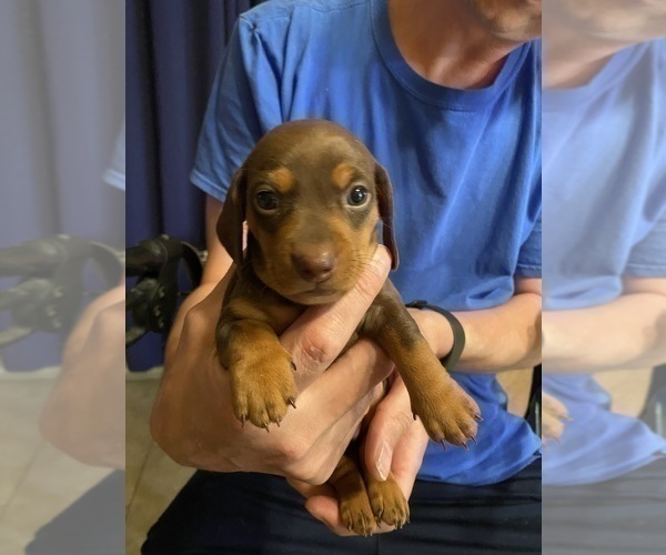 Medium Photo #25 Dachshund Puppy For Sale in LUBBOCK, TX, USA