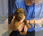 Small #24 Dachshund