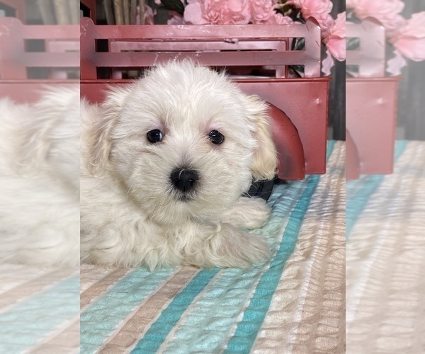 Medium Photo #3 Havaton Puppy For Sale in CANOGA, NY, USA