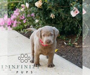 Labrador Retriever Puppy for sale in NARVON, PA, USA