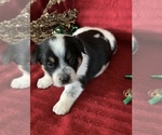 Small Photo #15 Cowboy Corgi Puppy For Sale in MENIFEE, CA, USA