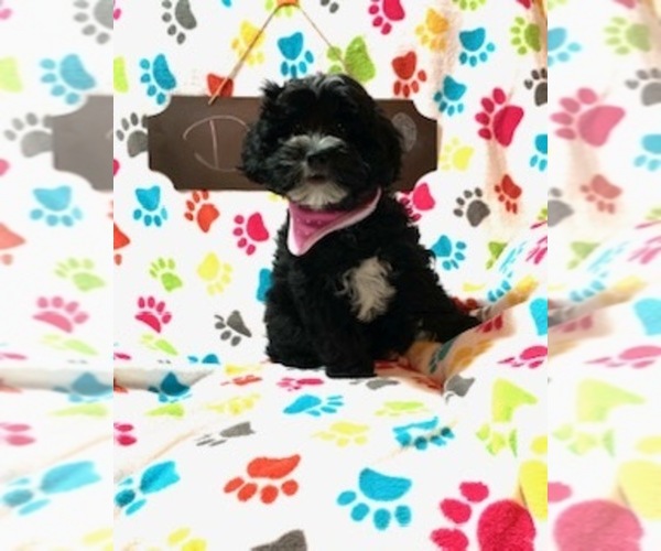 Medium Photo #1 Aussiedoodle-Poodle (Miniature) Mix Puppy For Sale in REEDS SPRING, MO, USA