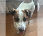 Small #6 Jack Russell Terrier-Whippet Mix