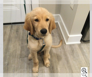English Cream Golden Retriever Puppy for sale in CUMMING, GA, USA