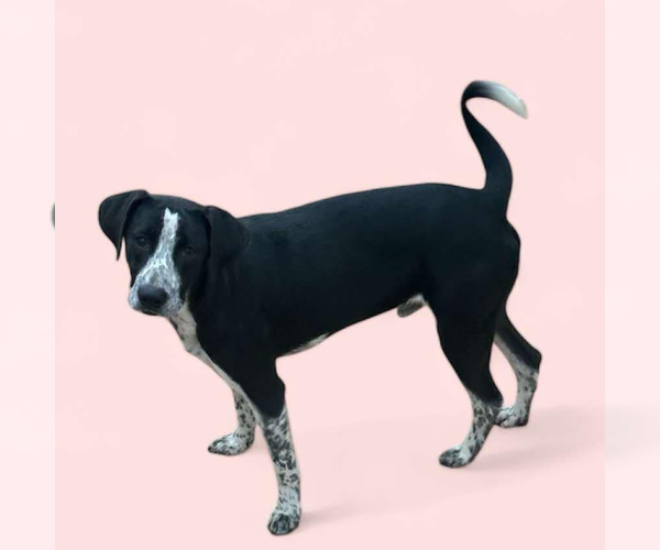 Medium Photo #5 Mutt Puppy For Sale in Tuscaloosa, AL, USA