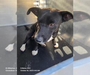 Mutt Dogs for adoption in San Antonio, TX, USA