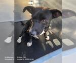 ROGER - Male Mutt Dog for Adoption - Small photo