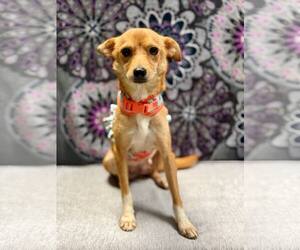 Chihuahua-Unknown Mix Dogs for adoption in Oakhurst, NJ, USA
