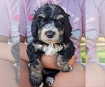 Small #2 Miniature Bernedoodle