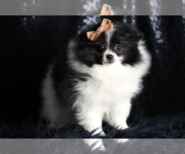 Medium Photo #85 Pomeranian Puppy For Sale in WARSAW, IN, USA