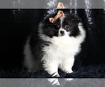 Small Photo #85 Pomeranian Puppy For Sale in WARSAW, IN, USA