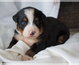 Bernese Mountain Dog Puppy for sale in FREDERICKSBG, OH, USA