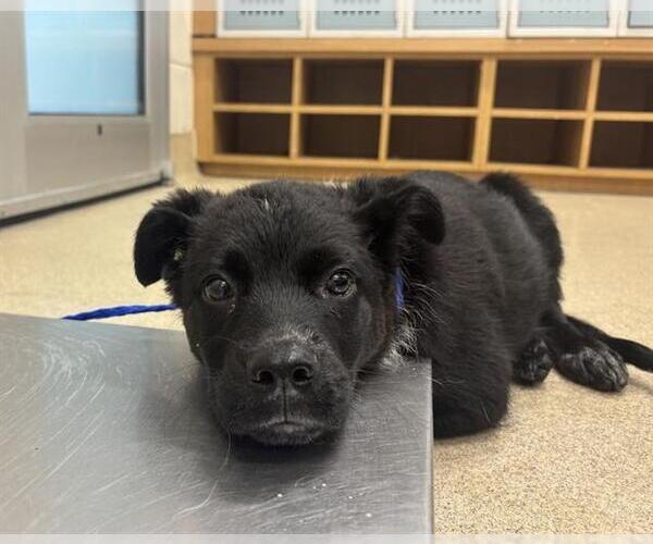 Medium Photo #1 Mutt Puppy For Sale in Grand Prairie, TX, USA