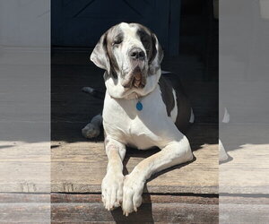 Betty - Female Great Dane Dog for Adoption - Photo #4