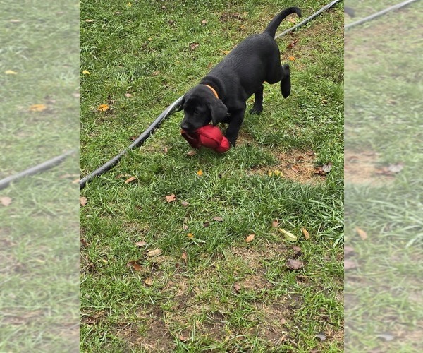 Medium Photo #2 Labrador Retriever Puppy For Sale in ACUSHNET, MA, USA