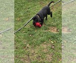 Small #1 Labrador Retriever