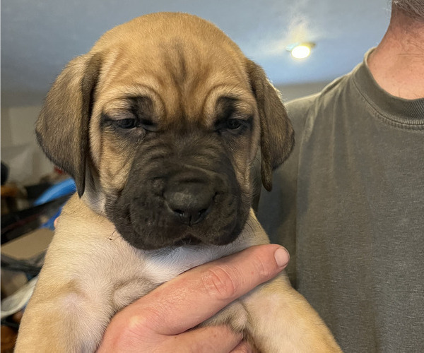 Medium Photo #1 Boerboel-Cane Corso Mix Puppy For Sale in MARION, OH, USA