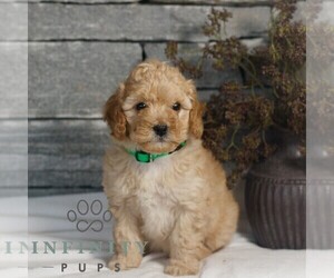 Poodle (Miniature) Puppy for sale in GORDONVILLE, PA, USA