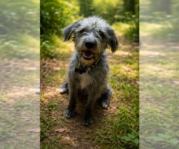 Medium Photo #1 Miniature Schnauzer-Unknown Mix Puppy For Sale in Phoenix, AZ, USA