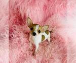 Small #3 Chihuahua
