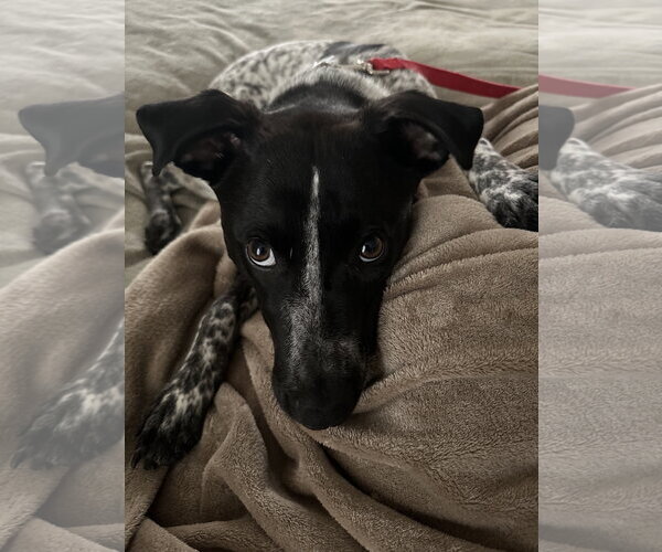 Medium Photo #6 Mutt Puppy For Sale in Garden City, NY, USA