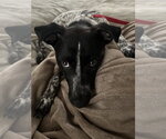 Small #5 Mutt