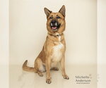 Small Gerberian Shepsky