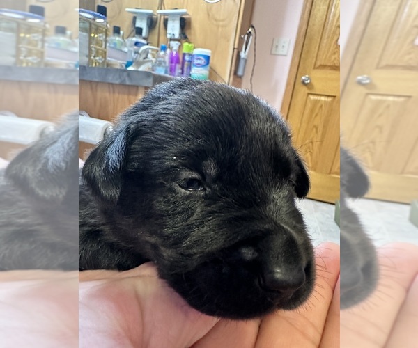 Medium Photo #10 Labrador Retriever Puppy For Sale in FARGO, ND, USA