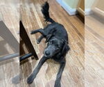 Small #2 Mutt