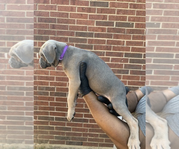 Medium Photo #2 Cane Corso Puppy For Sale in ALLEN, TX, USA
