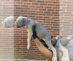 Small #1 Cane Corso