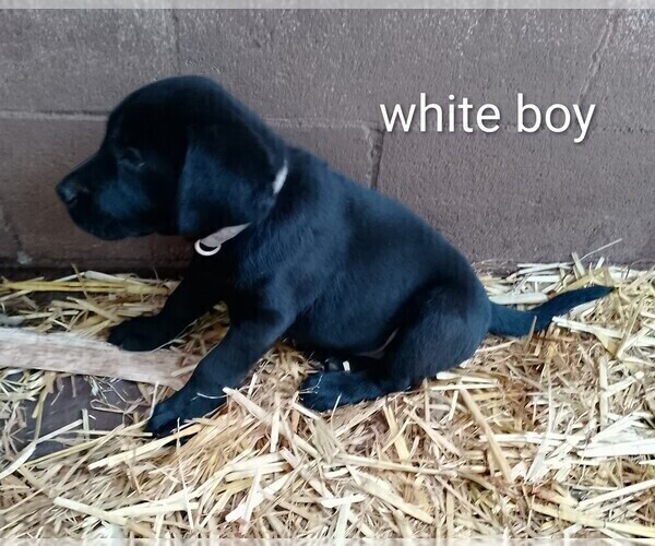 Medium Photo #19 Labrador Retriever Puppy For Sale in IONE, CA, USA