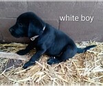 Small #3 Labrador Retriever