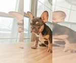 Small Photo #5 French Bulldog Puppy For Sale in MANHATTAN, NY, USA