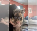 Small Photo #1 Morkie-Shih Tzu Mix Puppy For Sale in VIRGINIA BEACH, VA, USA